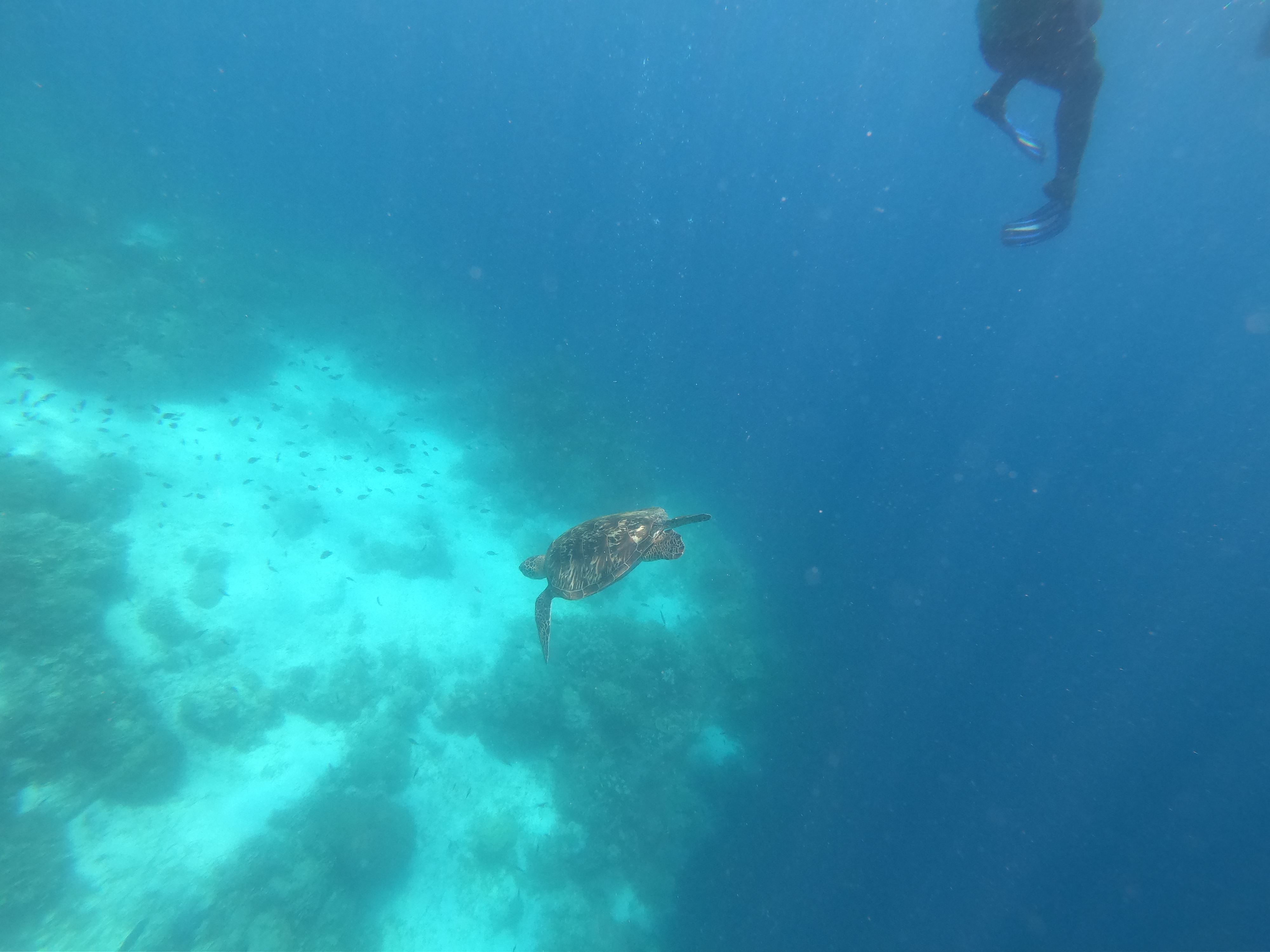 보홀 거북이 호핑투어