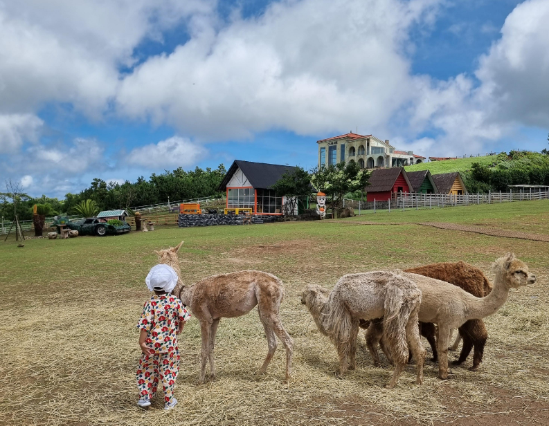 넓은 초원에서 방목 중인 알파카