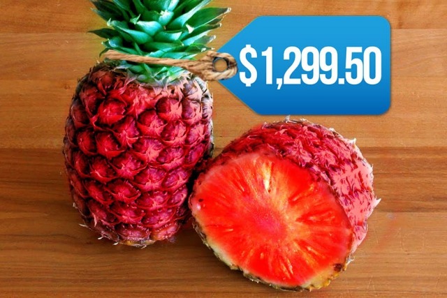 비싼 과일, 유바리 멜론, 매일꿀정보