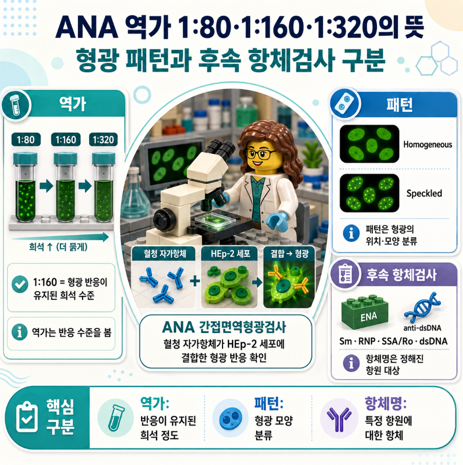 ANA 역가와 형광 패턴, 후속 항체검사의 차이를 레고 스타일로 설명한 메디컬 인포그래픽