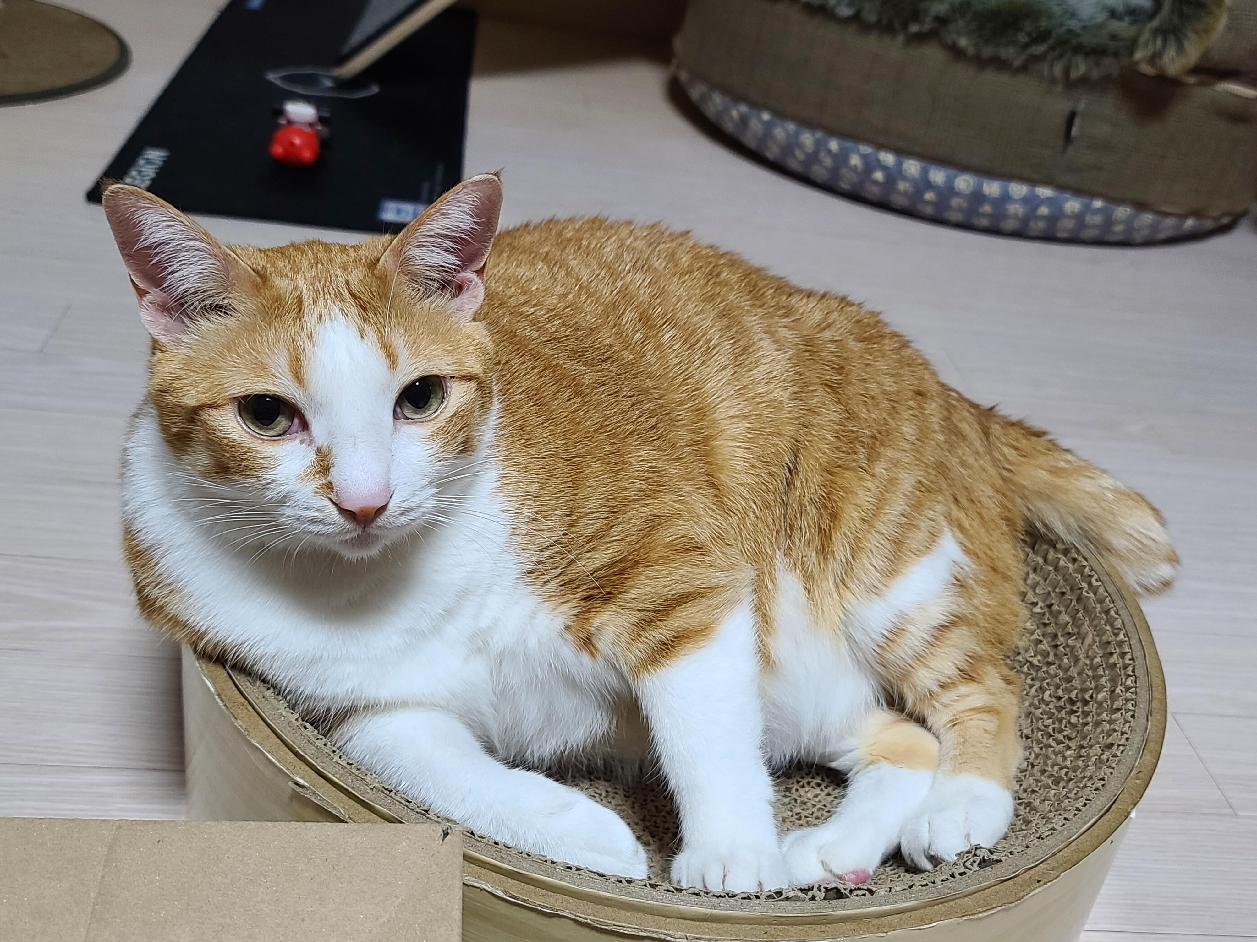 호야의 '동 to the 그 to the 라미' 스크래쳐 사용법.