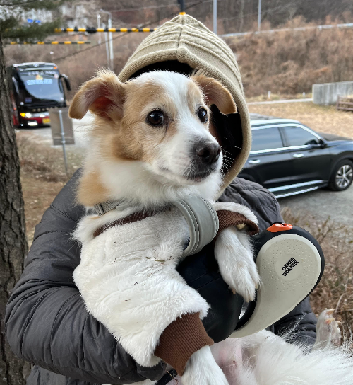 반려견과 정서적 유대강화 방법