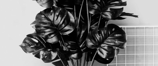 몬스테라 분갈이: 1~2년에 한 번