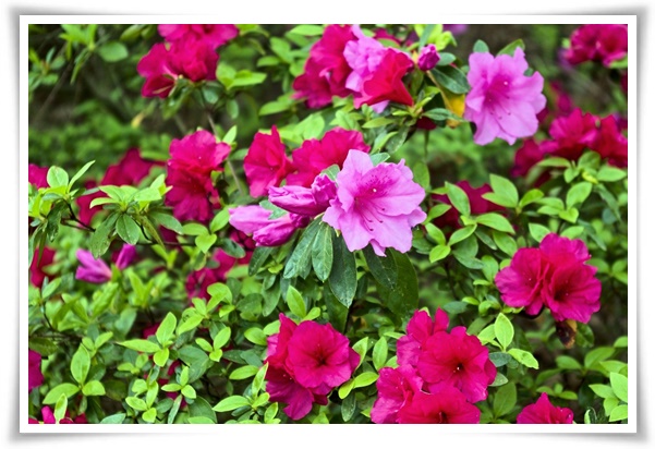 "철쭉" 봄을 수놓는 붉은 유혹, 당신이 몰랐던 화려한 비밀의 꽃!