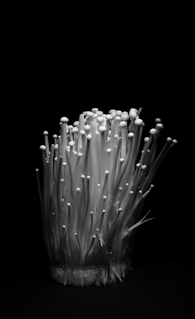 팽이버섯, 면역력부터 체지방 관리까지! 매일 먹기 좋은 이유