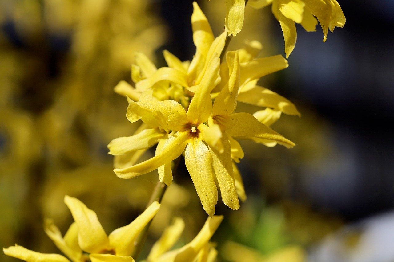 응봉산 개나리 서울 도심에 봄의 향연 여행기