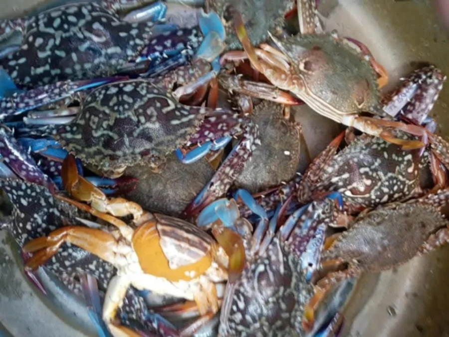 대형마트별 꽃게 가격 경쟁과 판매 전략