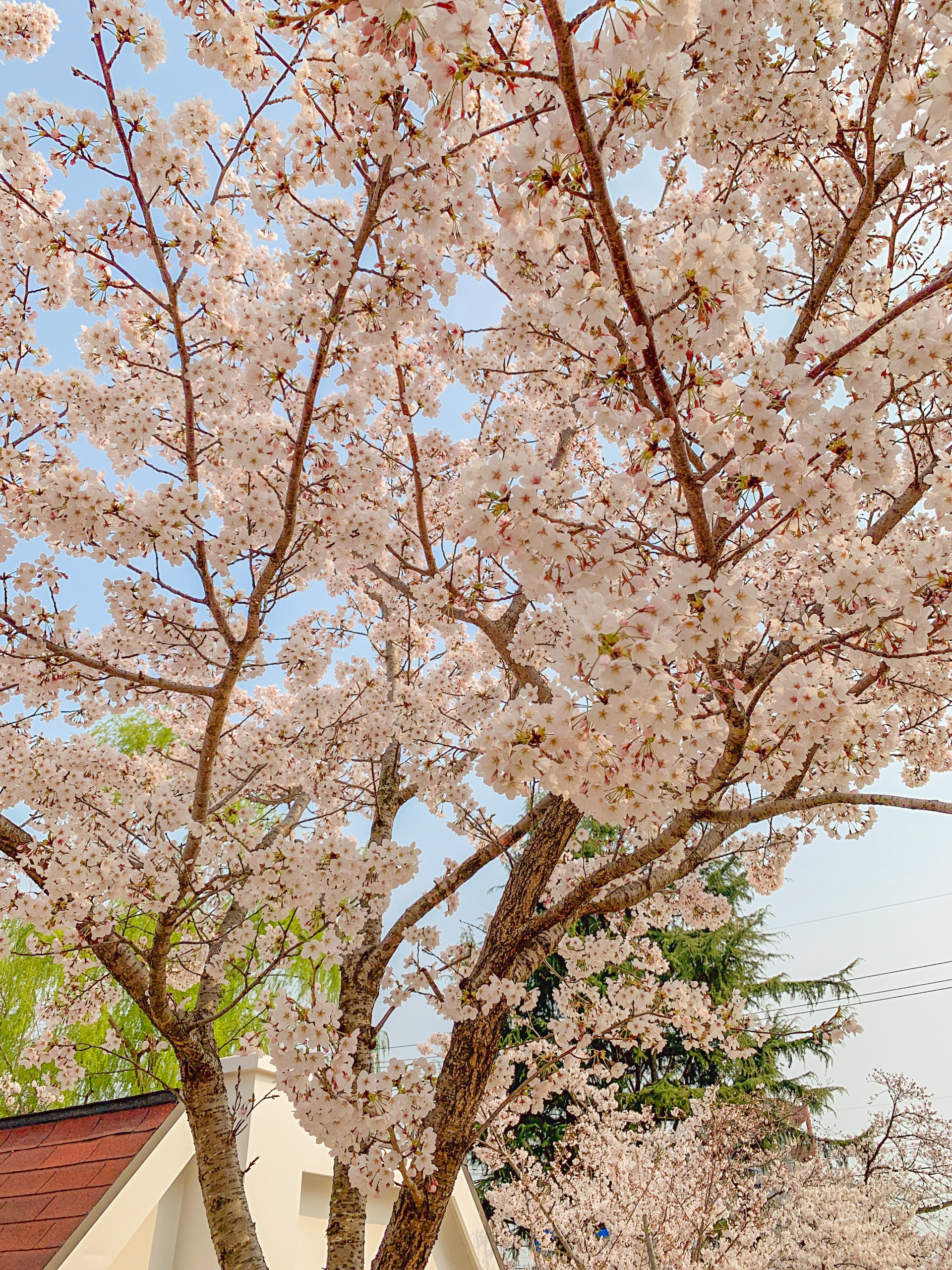 진해 군항제 일정