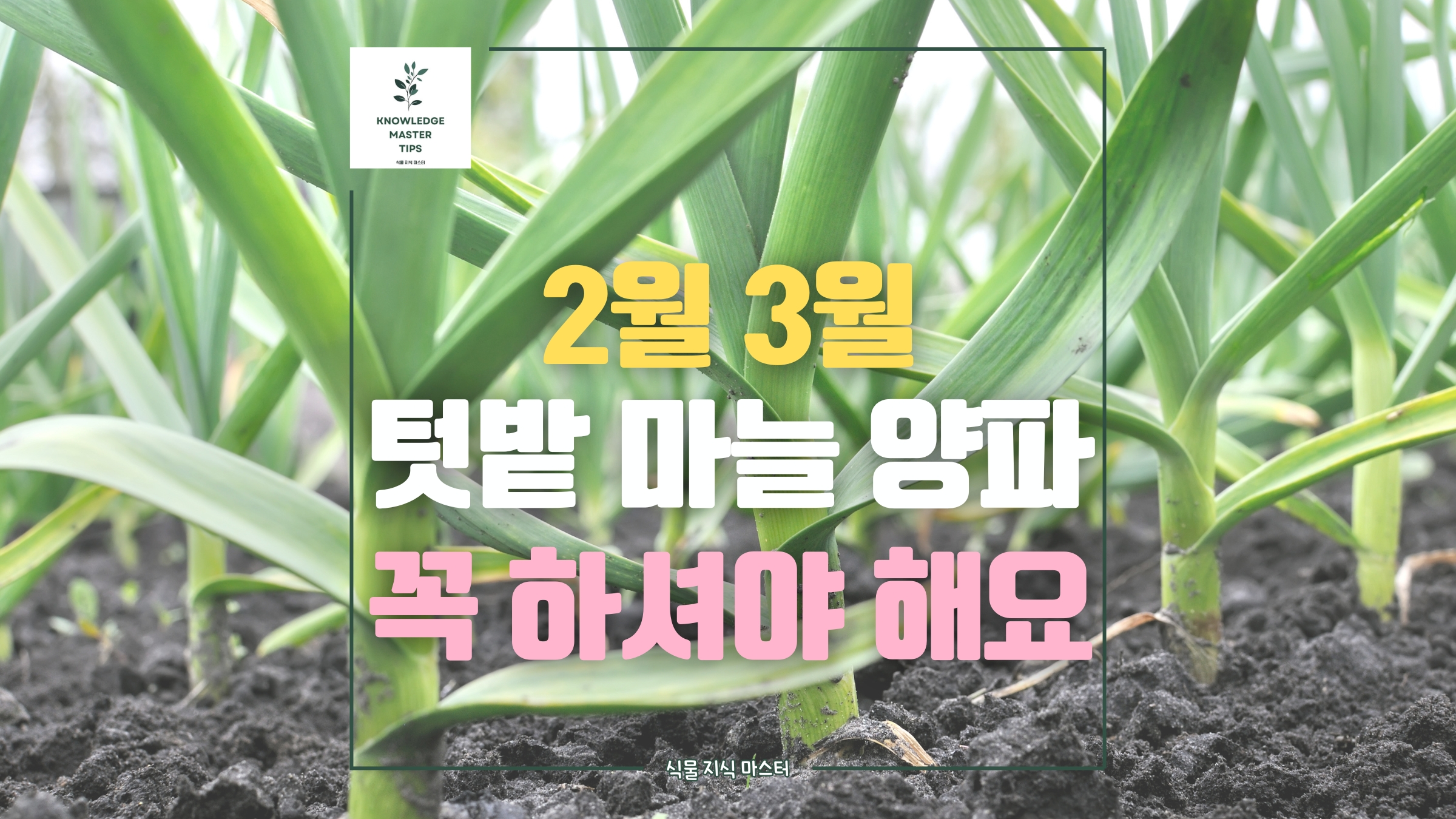 2월 3월 텃밭 마늘 양파 관리 필수 체크 리스트