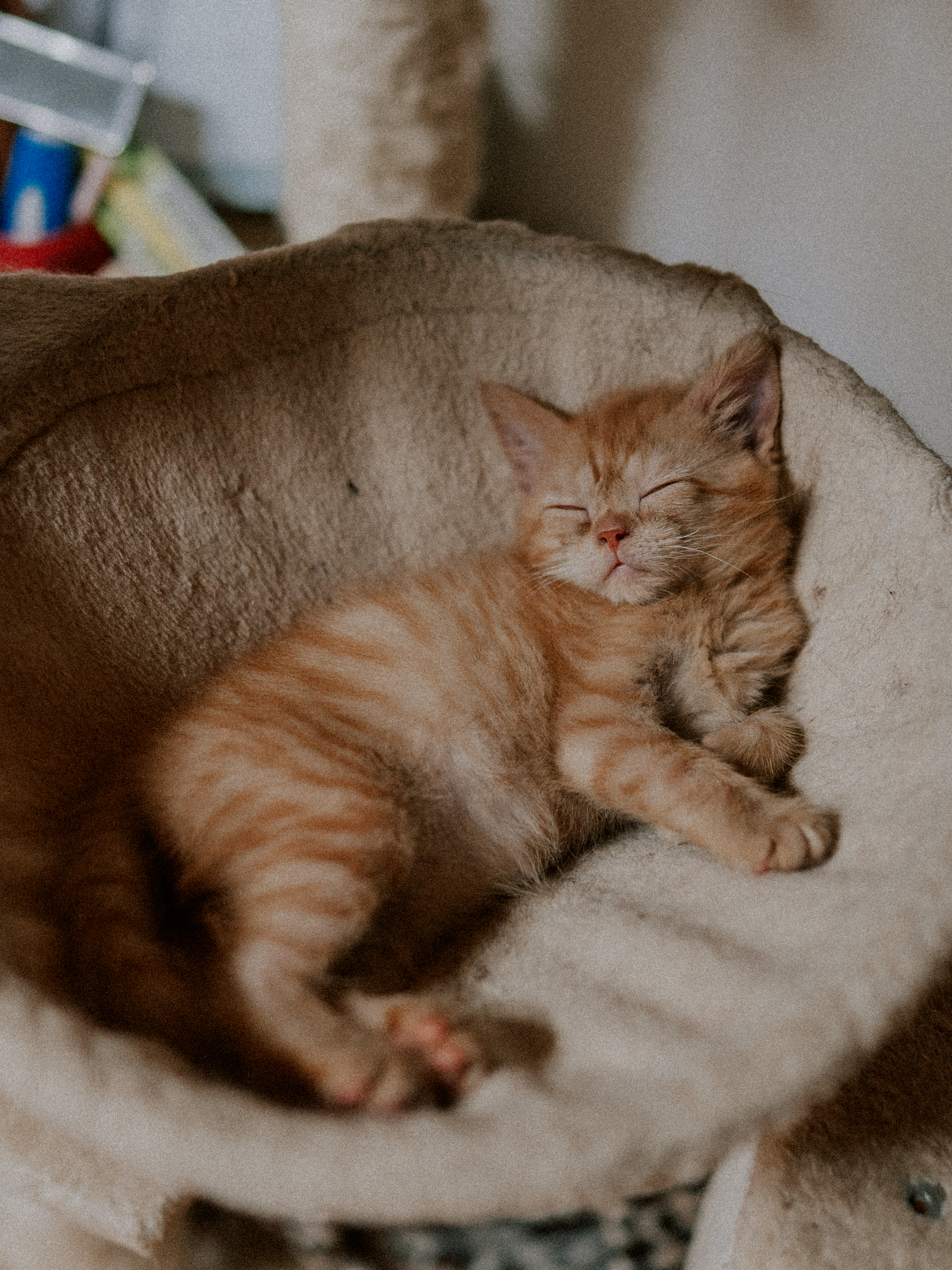 잠든 아기 고양이 사진