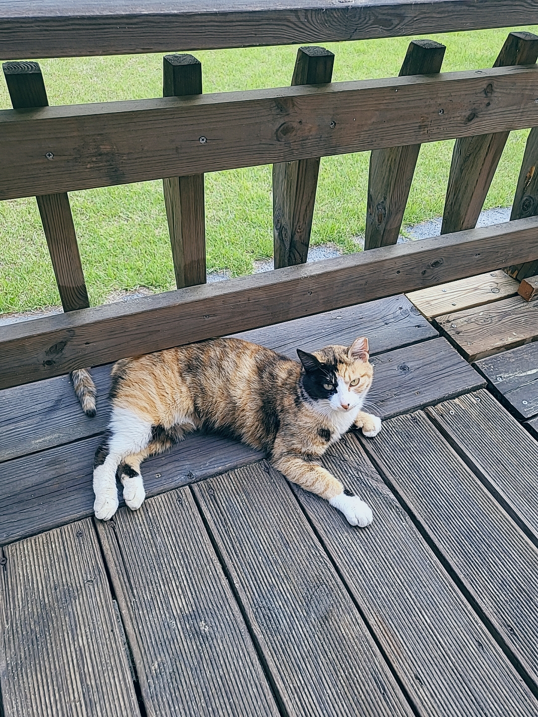 양평 보석상자펜션 고양이 후크