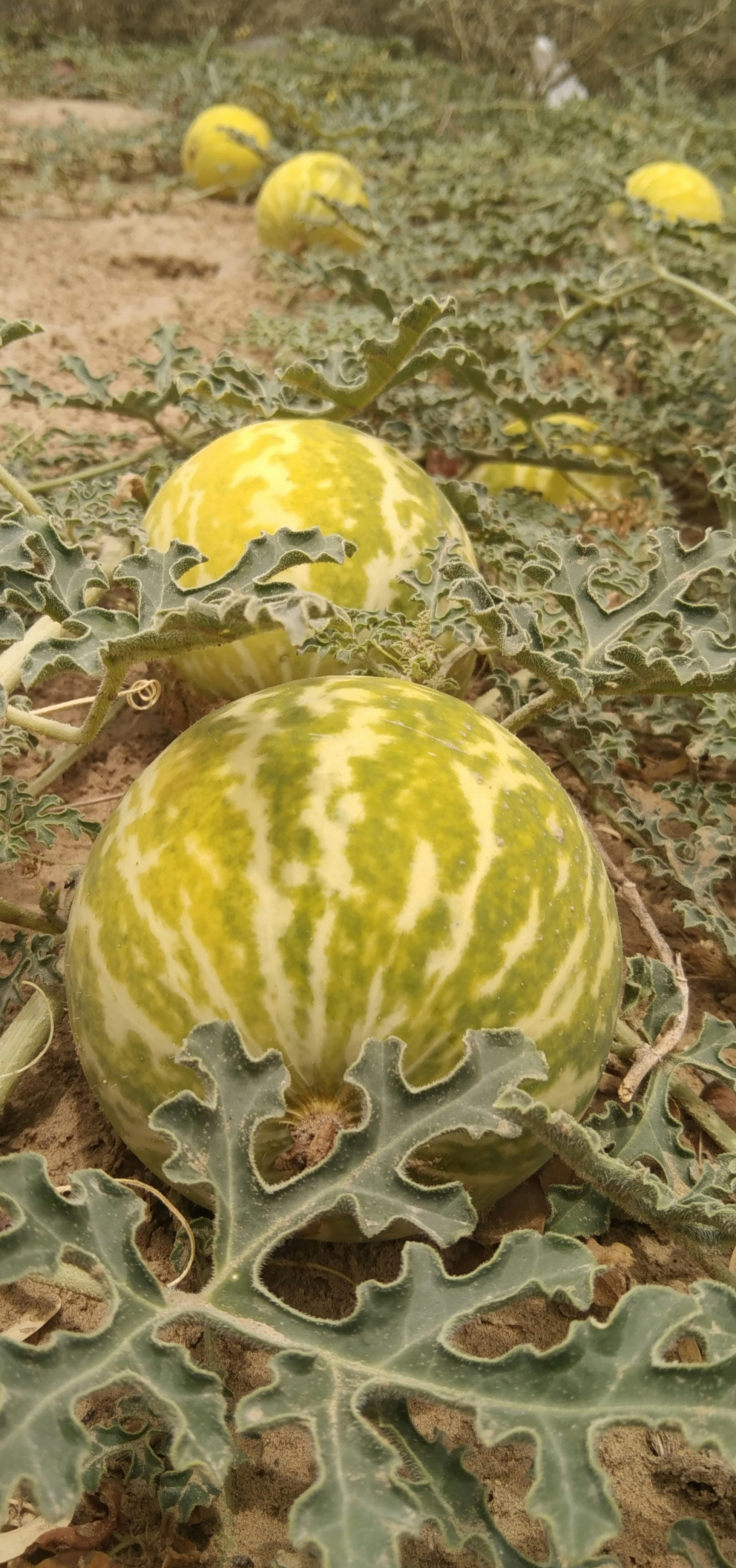 애플수박 재배법 및 심는 시기 (+ 모종 순치기 방법)