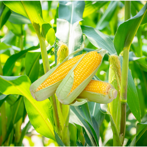 초당옥수수 찌는법 삶는법