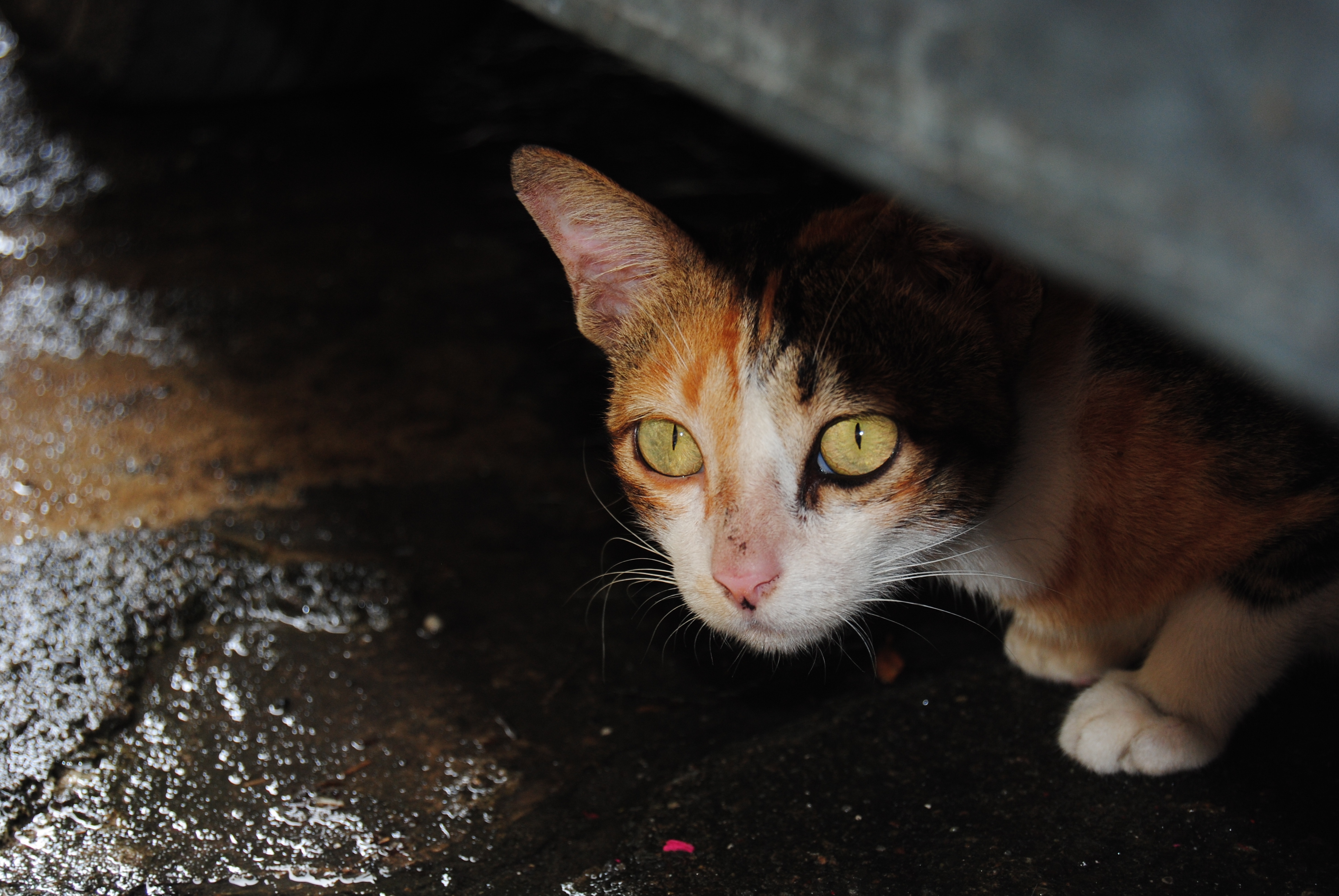 숨은 고양이 사진