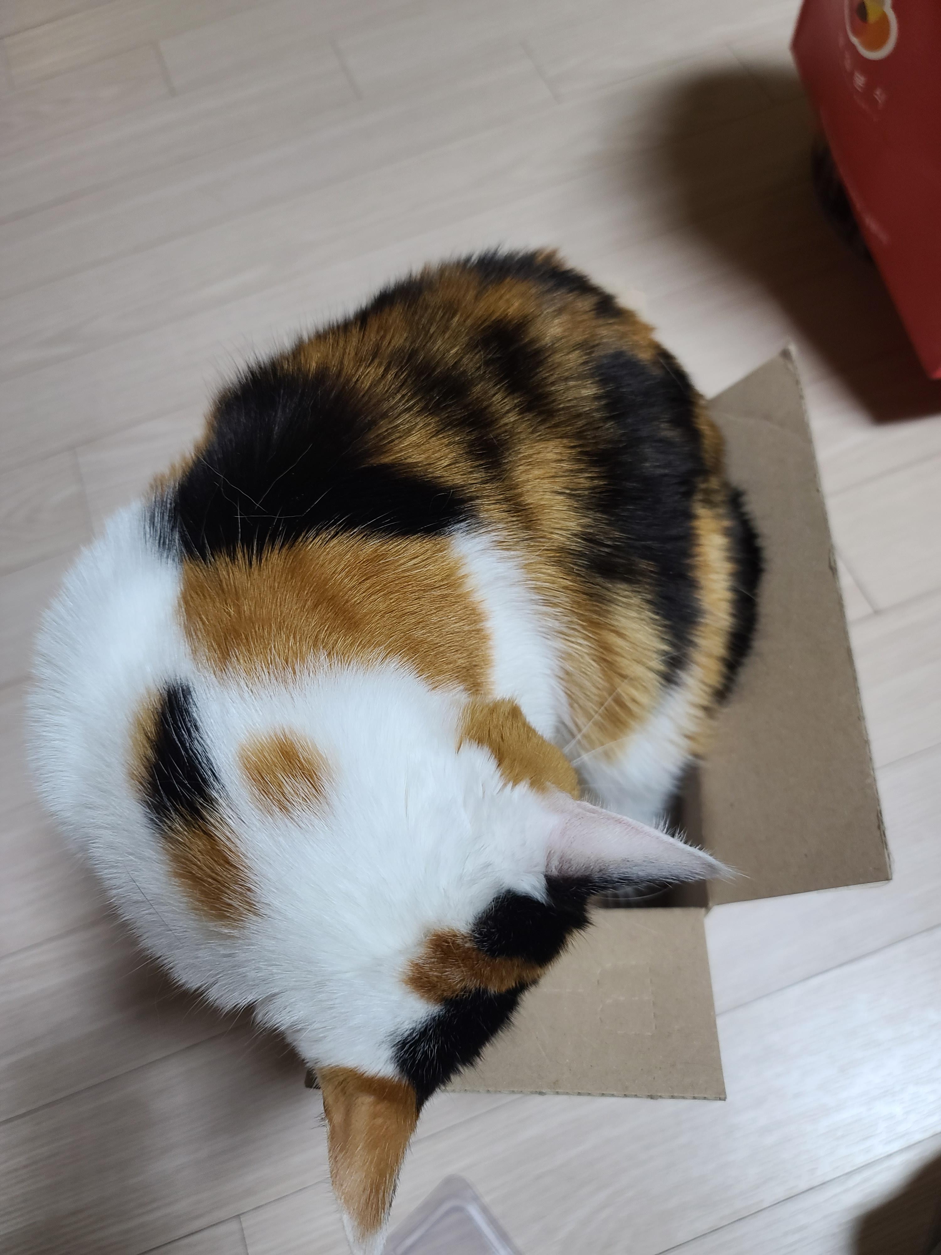 보지 않고는 믿을수 없는 고양이의 유연함. 유독 작은상자를 좋아하는 요미.