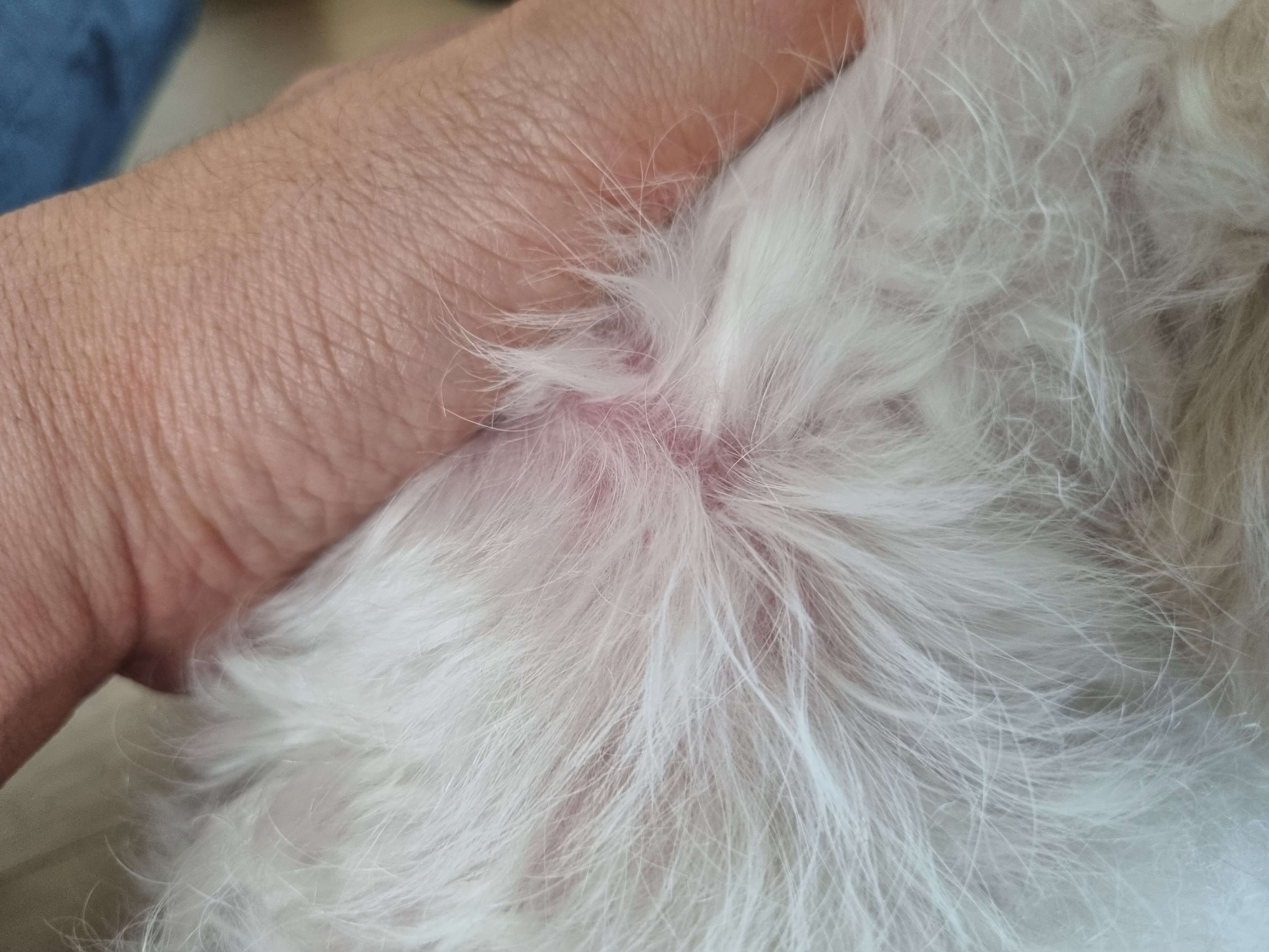 강아지 붉은피부