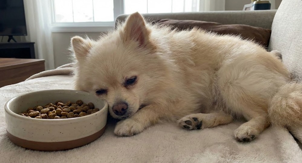 강아지 애디슨병 초기증상