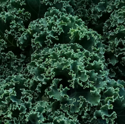 통풍에 좋은 음식 영양제 식단