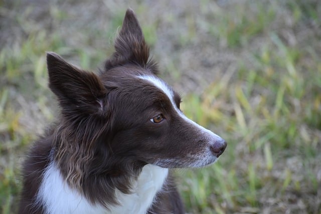 보더 콜리 사진