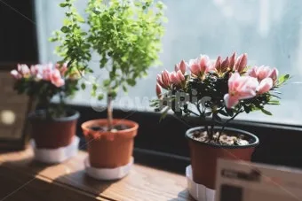 창가 식물 관리 직사광 차광요령 물주기 시간대 잎타는 현상 예방_14