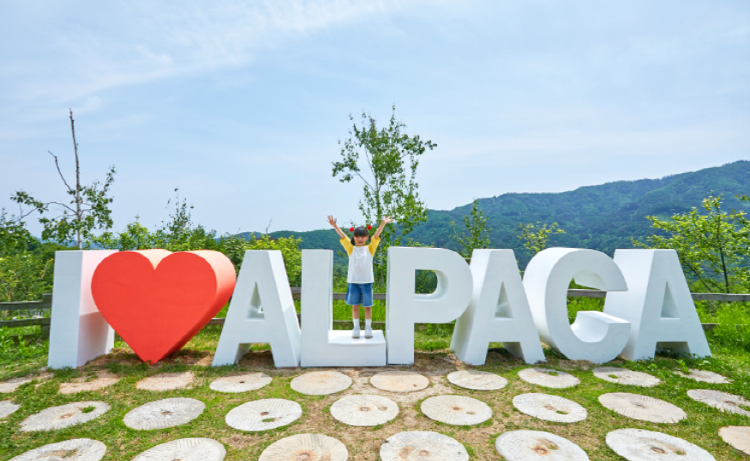 홍천 알파카월드