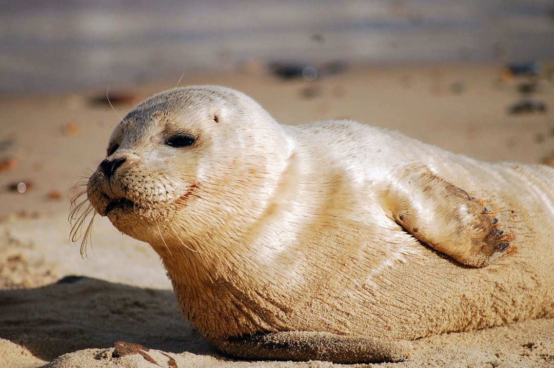 Seal