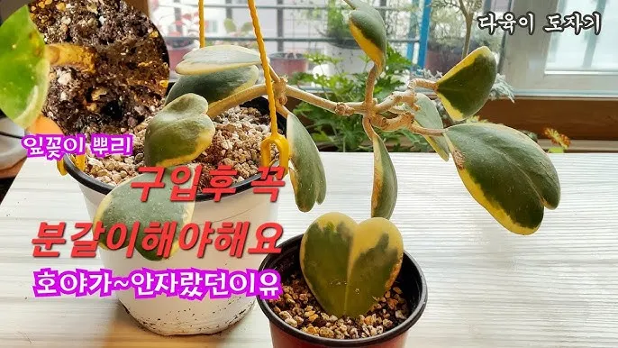 호야 키우기 꽃피우기 번식법 알고 물주기_4