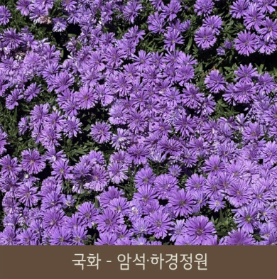 암석-하경정원-국화