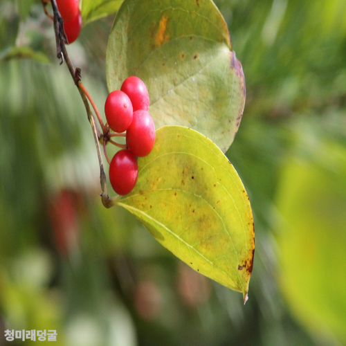 토복령