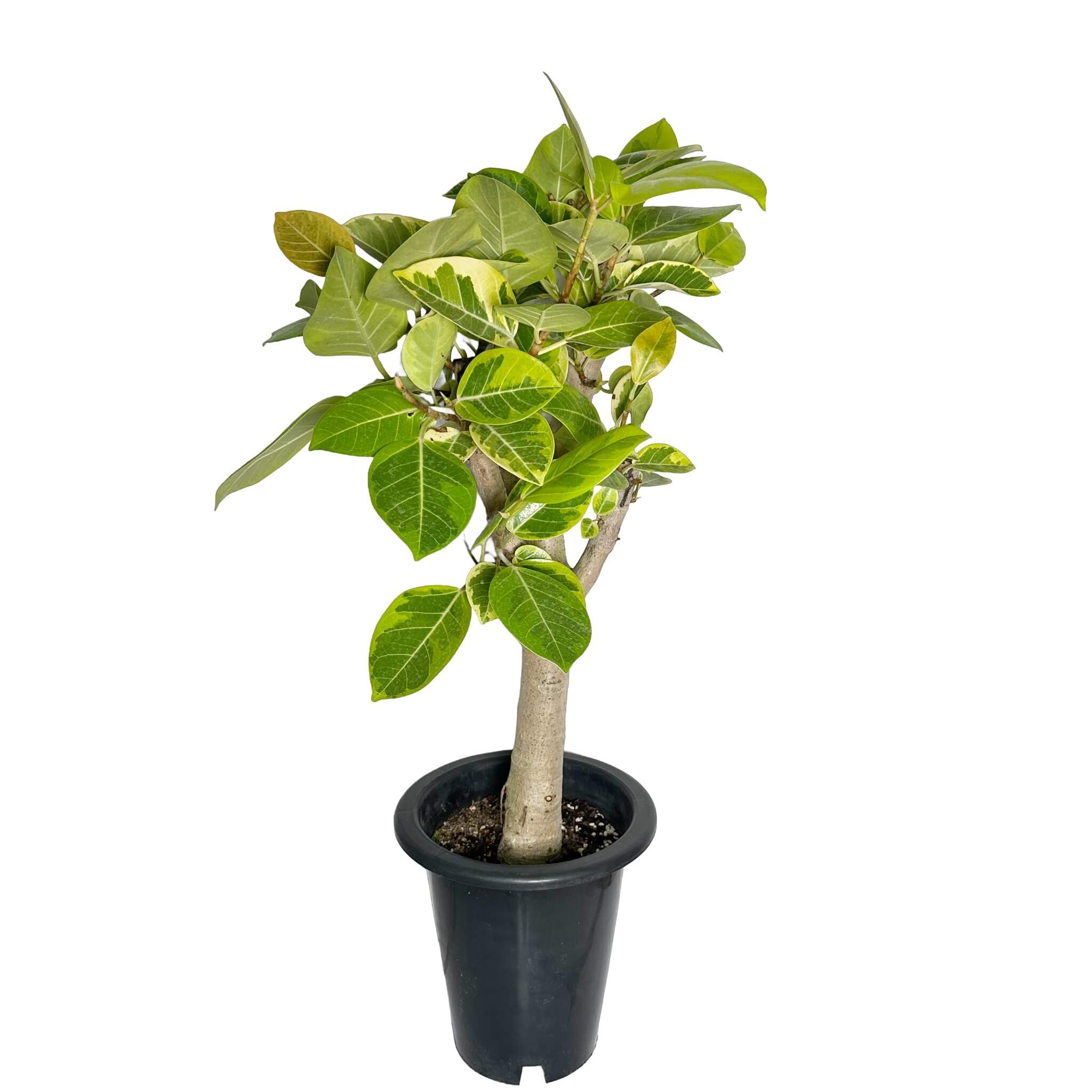 뱅갈 고무나무 실내에서 키우는 법