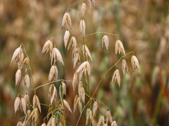 귀리 밥 짓는 방법