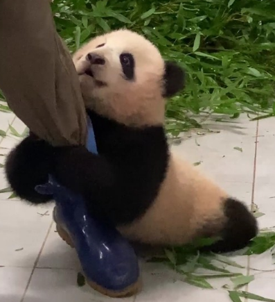 귀여운 푸바오