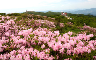 단양 소백산 철쭉제