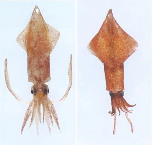 한치 오징어 차이 비교 생김새 맛 식감 완벽 분석_6