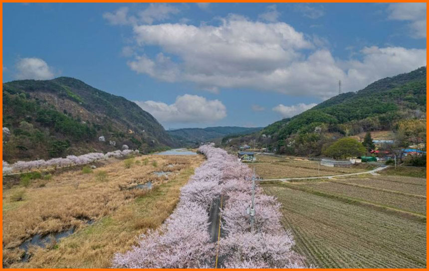 2025년 충남 보령시 주산벚꽃로 개화 시기 및 가는 방법