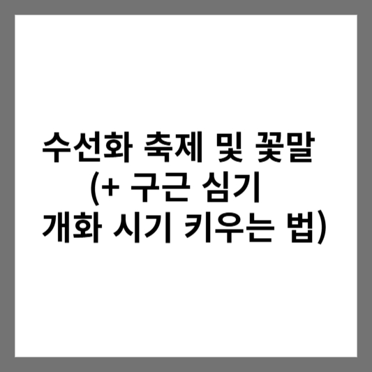 수선화 축제 및 꽃말 (+ 구근 심기 개화 시기 키우는 법)