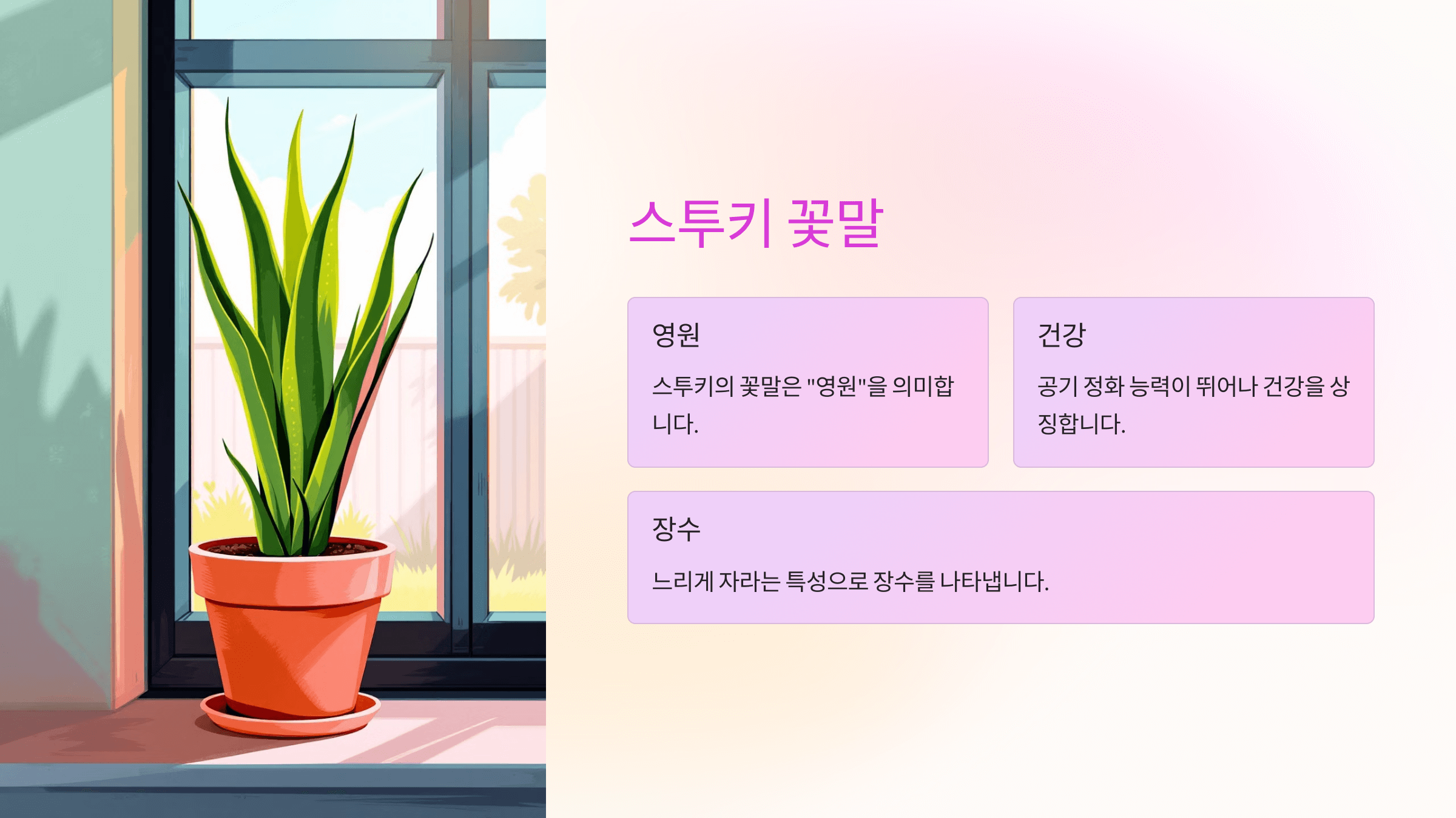 스투키와 관련된 사진입니다.