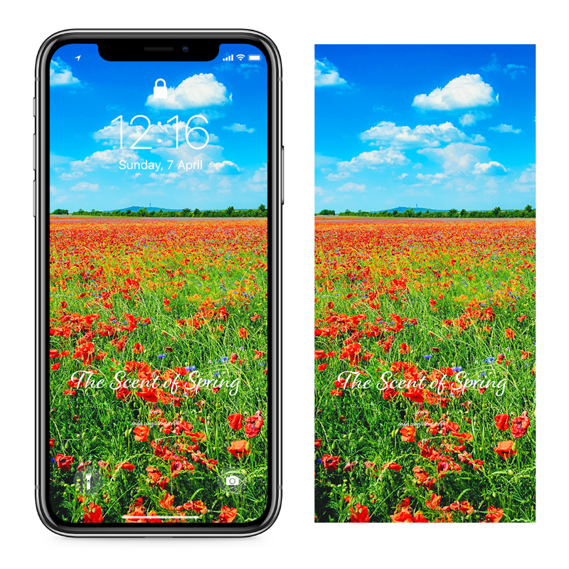 06 푸른하늘과 꽃양귀비 들판 C - The Scent of Spring 꽃배경화면