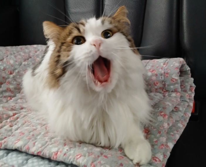 고양이외출