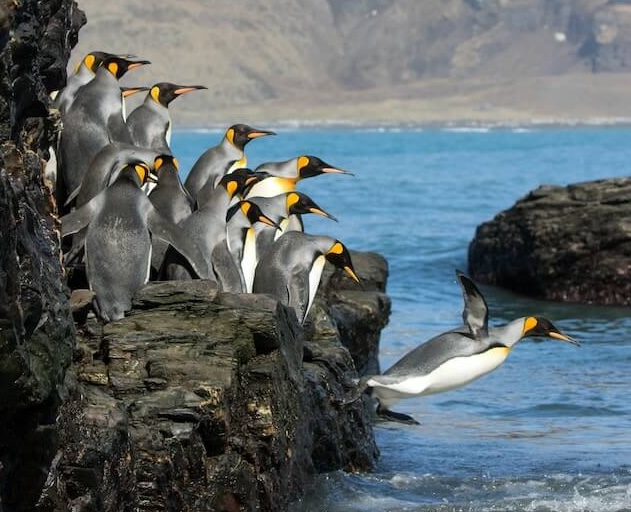 물로 뛰어드는 펭귄의 모습