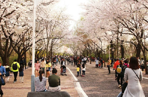 벚꽃 인천대공원