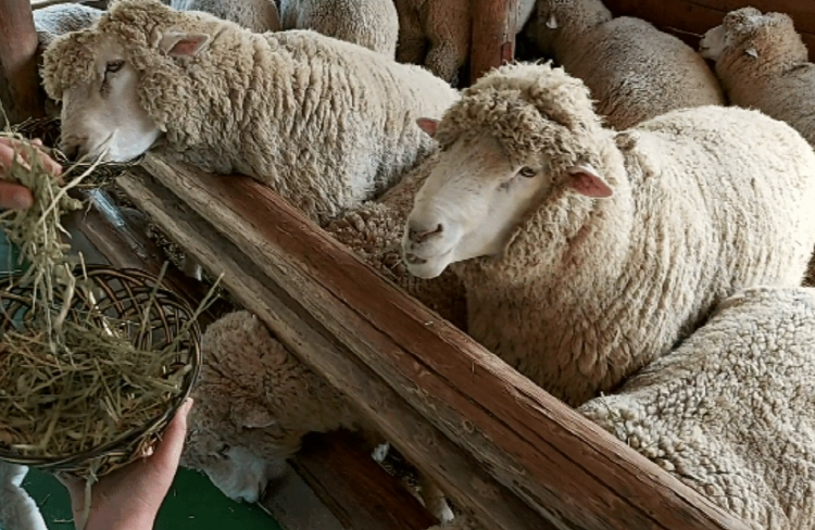 대관령 양떼목장