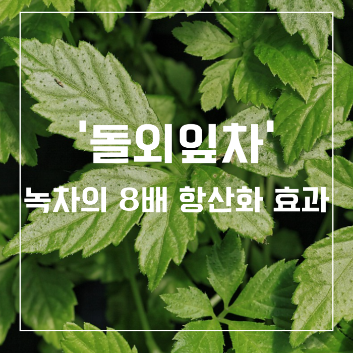 돌외잎차