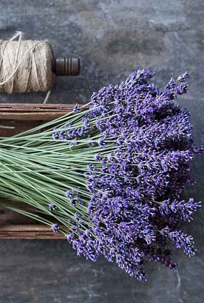 라벤더 아로마 힐링