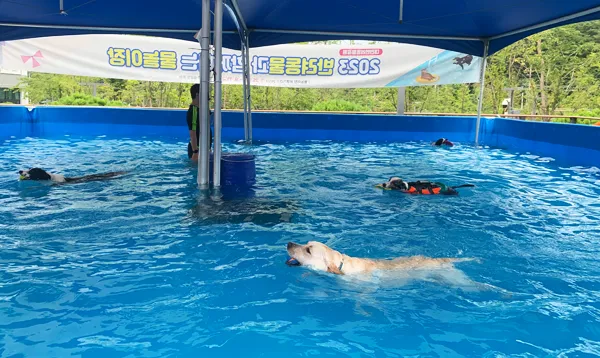 대전 반려동물공원 물놀이장