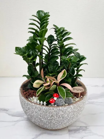 보석금전수 물주기 키우기 잎꽂이 꽃 노란잎 관리 재물운_28