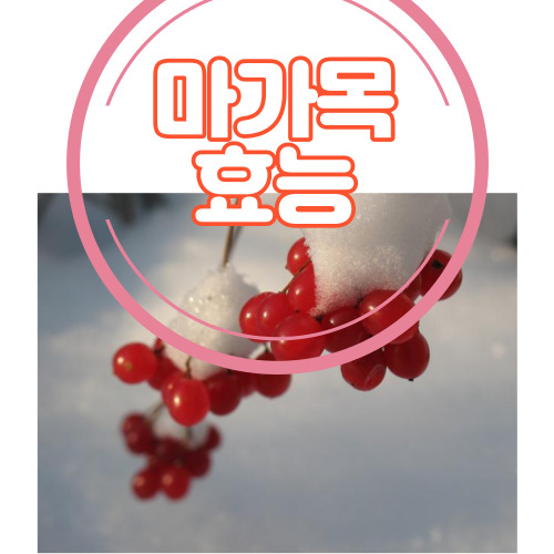 마가목 효능