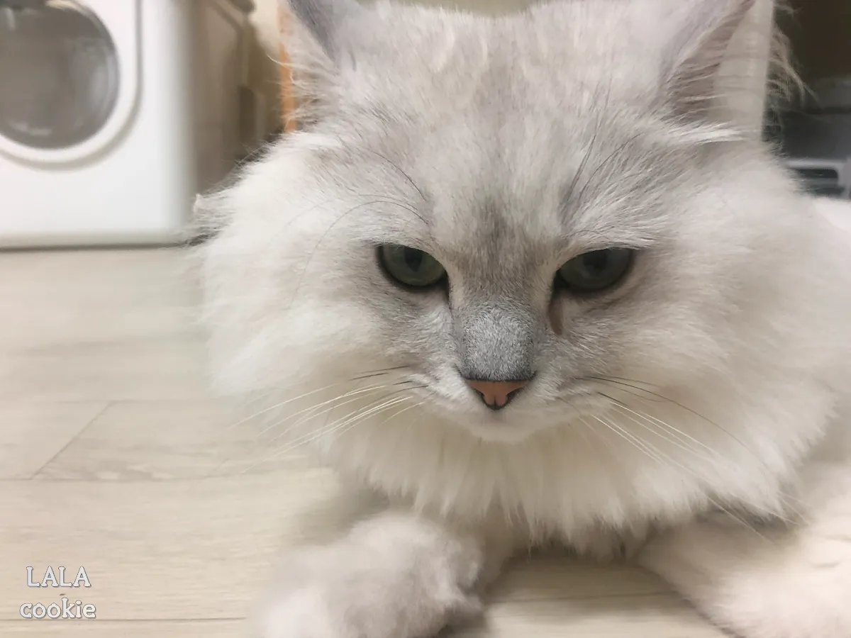 고양이-허피스-바이러스-증상-눈물-흘리는-고양이