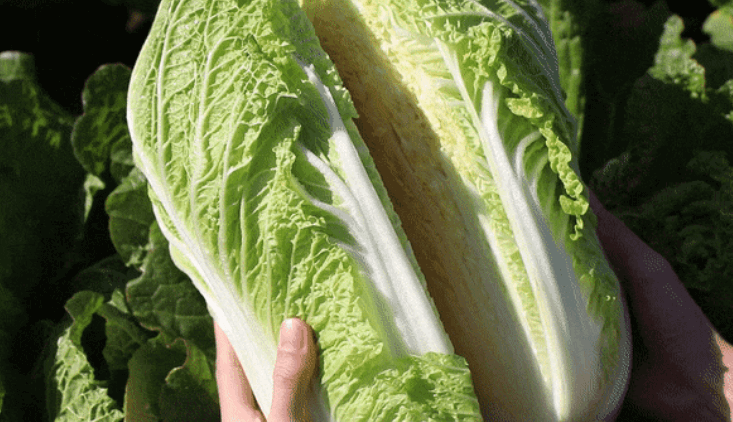 해남&amp;#44; 괴산 절임배추 10kg&amp;#44; 20kg&amp;#44; 40kg&amp;#44; 60kg 몇포기 및 가격&amp;#44; 백종원 김장김치 양념 비율 및 레시피