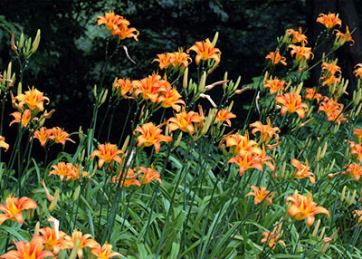 약초 효능 활용